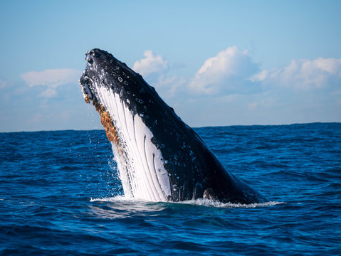 Humpback Whale Head Lunge