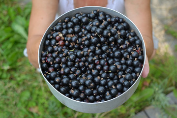 black currant berries
