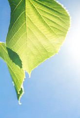 Horse Chestnut tree leaves with blue sky background and ray of sunlight and light blue sky on the  background
