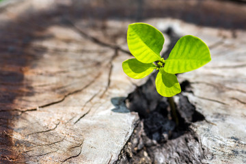 Tree on stump log - New development and renewal as a business concept