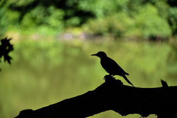 Silhouette of a bird on branch in park