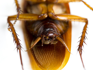 Naklejka premium Selected focus of a bottom part of death cockroach on white background