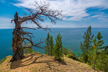 Old dried tree on a mountain top