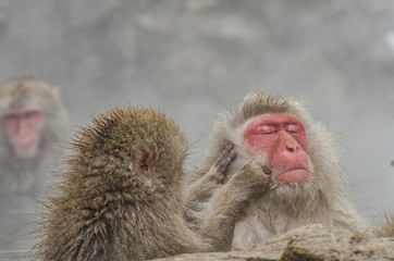 Japanese Snow monkey Macaque in hot spring Onsen Jigokudan Park,