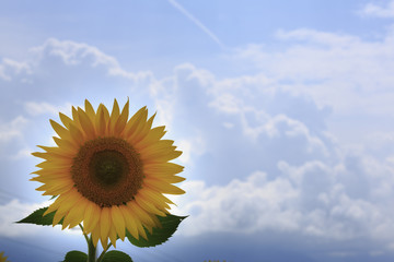 ひまわりと空