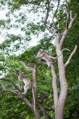Monkeys portrait in temple of Thailand.