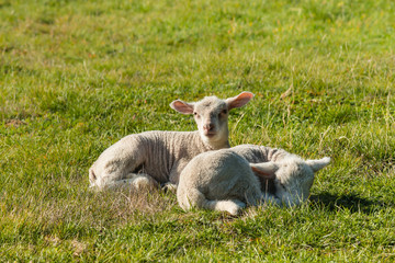 two newborn lambs resting on meadow