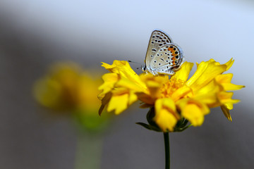 Dotted Blue Butterfly on Coreopsis, aka Tickseed