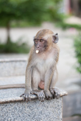 Obraz premium Monkeys portrait in temple of Thailand.