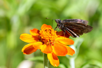 Spread-wing Skipper Butterfly on orange Zinnia flower