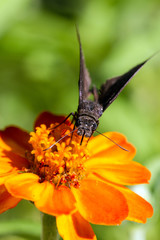 Spread-wing Skipper Butterfly, front face view, on orange Zinnia flower