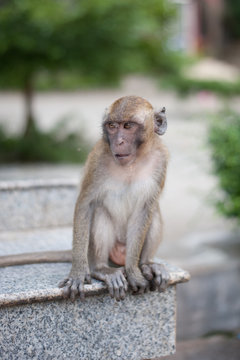 Monkeys portrait in temple of Thailand.