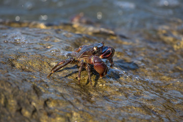 Crab closeup, Black Sea crabs, crabs life