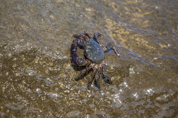 Crab closeup, Black Sea crabs, crabs life