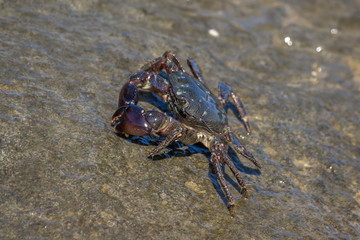 Crab closeup, Black Sea crabs, crabs life