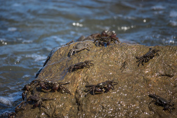 Crab closeup, Black Sea crabs, crabs life