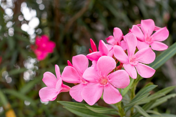 Pink oleander, Rose bay flower with leave. (Nerium oleander L.)