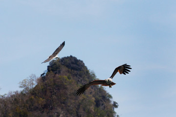 Eagle Soaring, Flying Above River, Malaysia, Langkawi