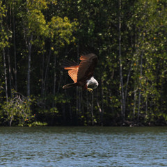 Eagle Soaring, Flying Above River, Malaysia, Langkawi