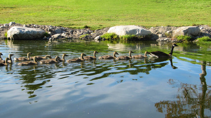Canadian Geese Family