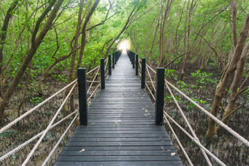 The bridge in mangrove forest