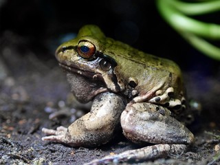 Frog. Vancouver Aquarium in Stanley Park, Vancouver, British Columbia, Canada. 