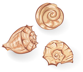 Seashells
