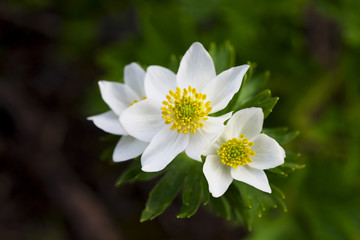 ハクサンイチゲ