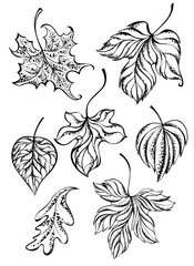 Set of contour leaves