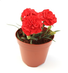 カーネーション