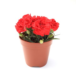 カーネーション