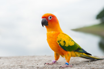 Fototapeta na wymiar green parrot lovebird