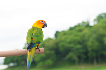 green parrot lovebird