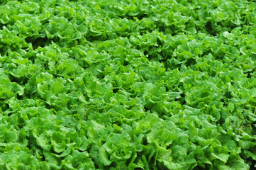 Plakat green lettuce crops in growth at vegetable garden