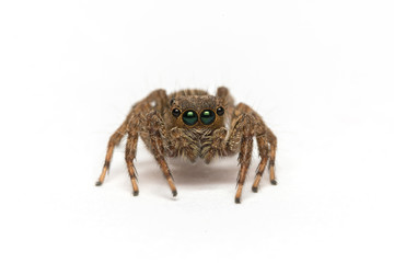 Jumping Spider