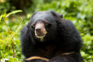 Obraz na płótnie Canvas Asiatic black bear