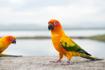 green parrot lovebird
