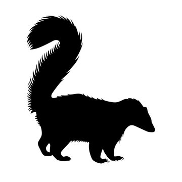 recommend clip art: Skunk