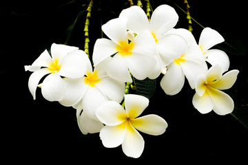 Obraz premium plumeria bunch