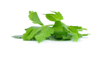 coriander or cilantro isolated on white background