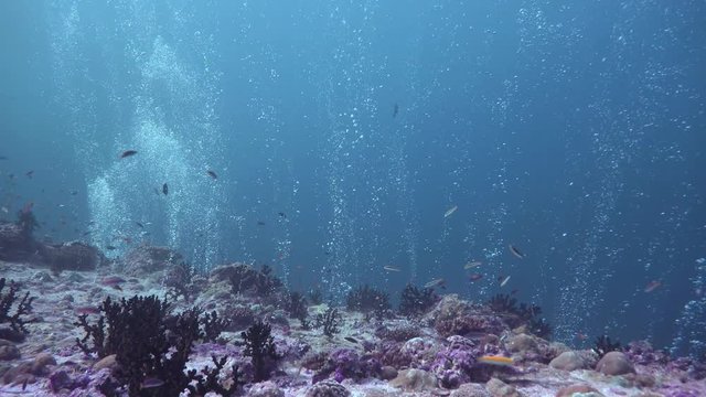 Фейерверк дайверских пузырей. Дайвинг у берегов Мальдивского архипелага. 