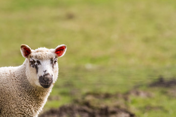 Naklejka premium sheep on the field