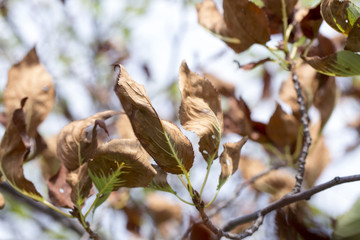 枯れるサクラの葉