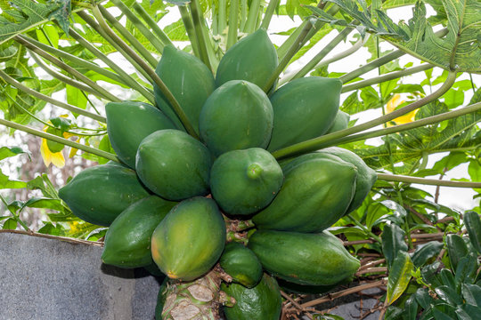 Papaye