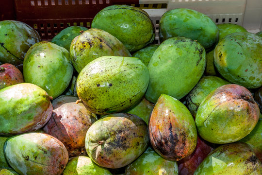 Mangue