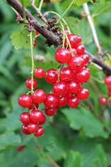 Red Currant, Currant, or common or garden currant (Ribes rubrum) - deciduous shrub with red edible berries