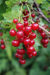 Red Currant, Currant, or common or garden currant (Ribes rubrum) - deciduous shrub with red edible berries