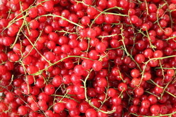 Red Currant, Currant, or common or garden currant (Ribes rubrum) - deciduous shrub with red edible berries