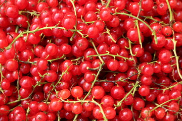 Red Currant, Currant, or common or garden currant (Ribes rubrum) - deciduous shrub with red edible berries