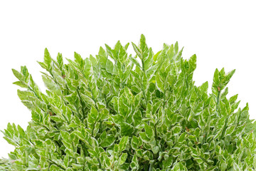 green leaf nature background